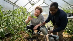 Rajčata dávají signály: kapky na listech, opad květů i praskání plodů – co za tím obvykle je