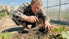 Pěstování okurek bez zklamání: teplota půdy, zálivka a sklizeň, které fungují