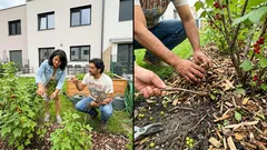 Rybíz vypadá spokojeně, ale úroda není ono: 7 věcí, které stojí za to zkontrolovat