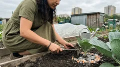 Pevné hlávky zelí bez okusu: pár drobností, které rozhodují