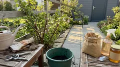 Rybíz obsypaný hrozny: čtyři přihnojení, správný draslík a řezový detail, který rozhoduje