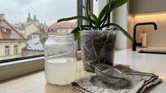 Jarní restart orchidejí: rýžová voda z kuchyně a jednoduché pravidlo, které se vyplatí hlídat