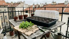 Jak množit floxy na jaře bez rýče: bazální řízky krok za krokem