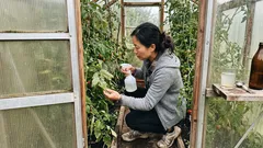 Tři rychlé listové postřiky na rajčata, když přijdou teplé noci a rosa